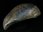 Fossil Cetacean (Whale) Ear Bone - Miocene #3486-1